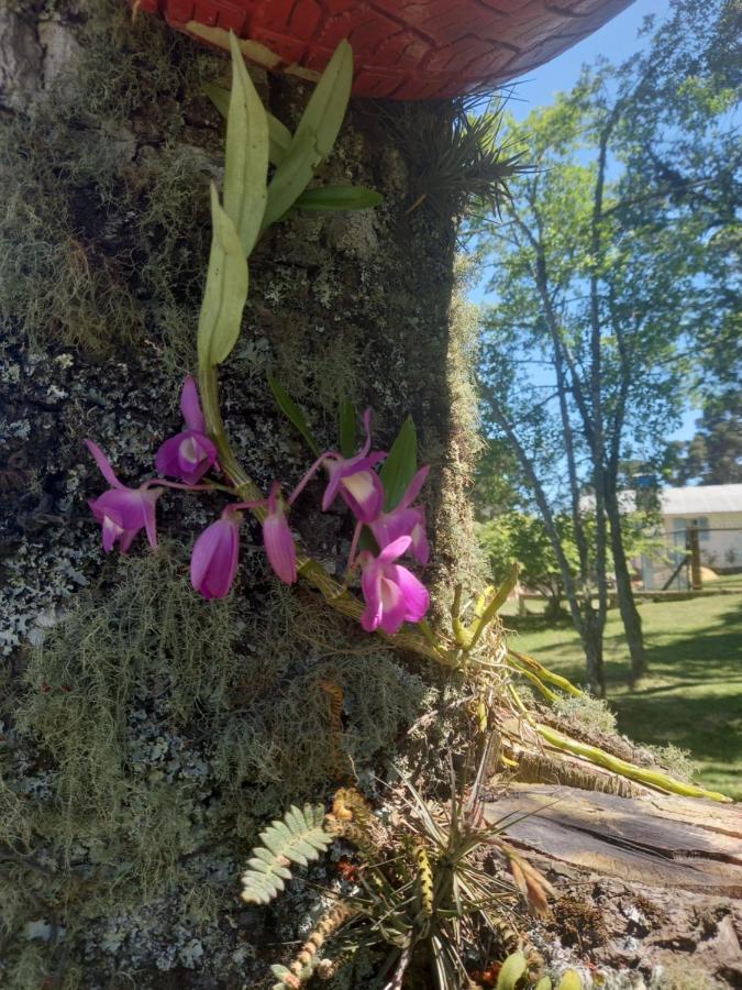 Cabanas da Lu Canela Bagian luar foto
